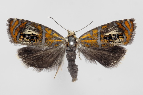 Raštuotasis Oletreutas nuotrauka