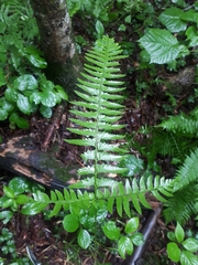 Polystichum subtripteron