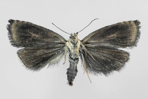 Raštuotasis Oletreutas nuotrauka