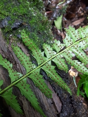 Polystichum subtripteron