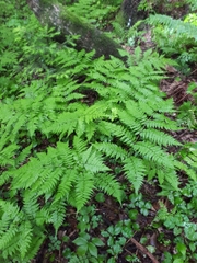 Cornopteris crenulatoserrulata