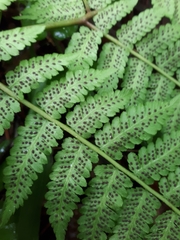 Cornopteris crenulatoserrulata