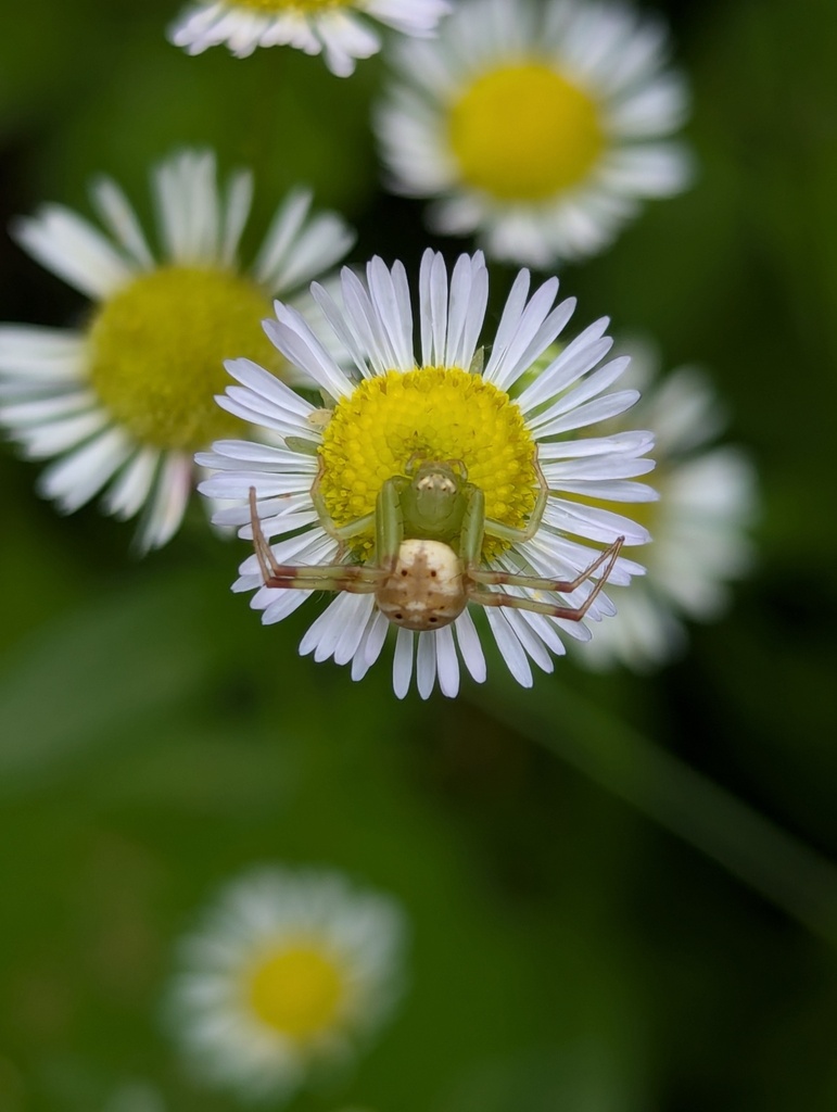 Misumena mickeyi