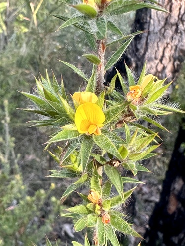 Image of Pultenaea villifera by (c) prossington, some rights reserved (CC BY)