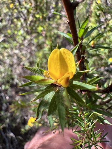 Image of Pultenaea villifera by (c) prossington, some rights reserved (CC BY)