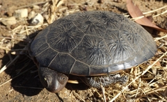 Chelodina canni