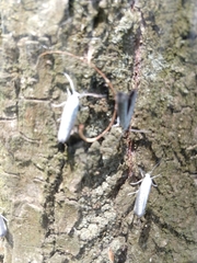 Yponomeuta evonymella