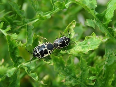 Eurydema