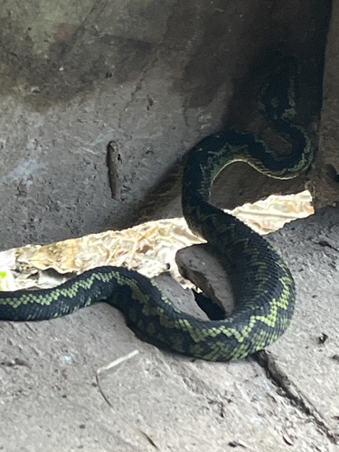 Great Lakes Bush Viper