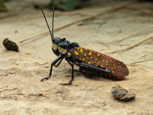 Spotted Locust photo 2