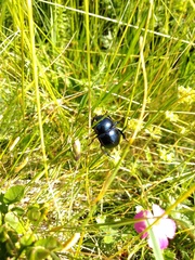 Trypocopris vernalis