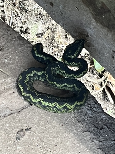 Great Lakes Bush Viper
