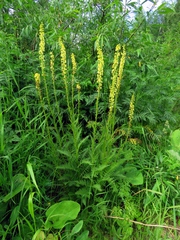 Pedicularis incarnata