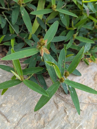 Rattlebox (Crotalaria sessiliflora)