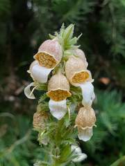 Digitalis lanata