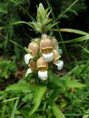Digitalis lanata