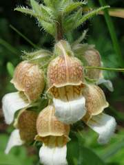 Digitalis lanata