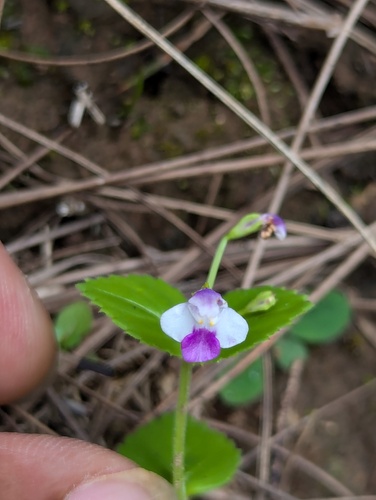 Craterostigma nummulariifolium, photograph 5