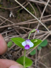 Craterostigma nummulariifolium, photograph (c) Sagnik Dutta Roy, some rights reserved (CC BY)