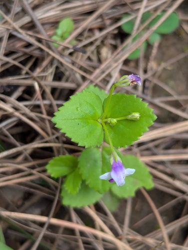 Craterostigma nummulariifolium, photograph 6
