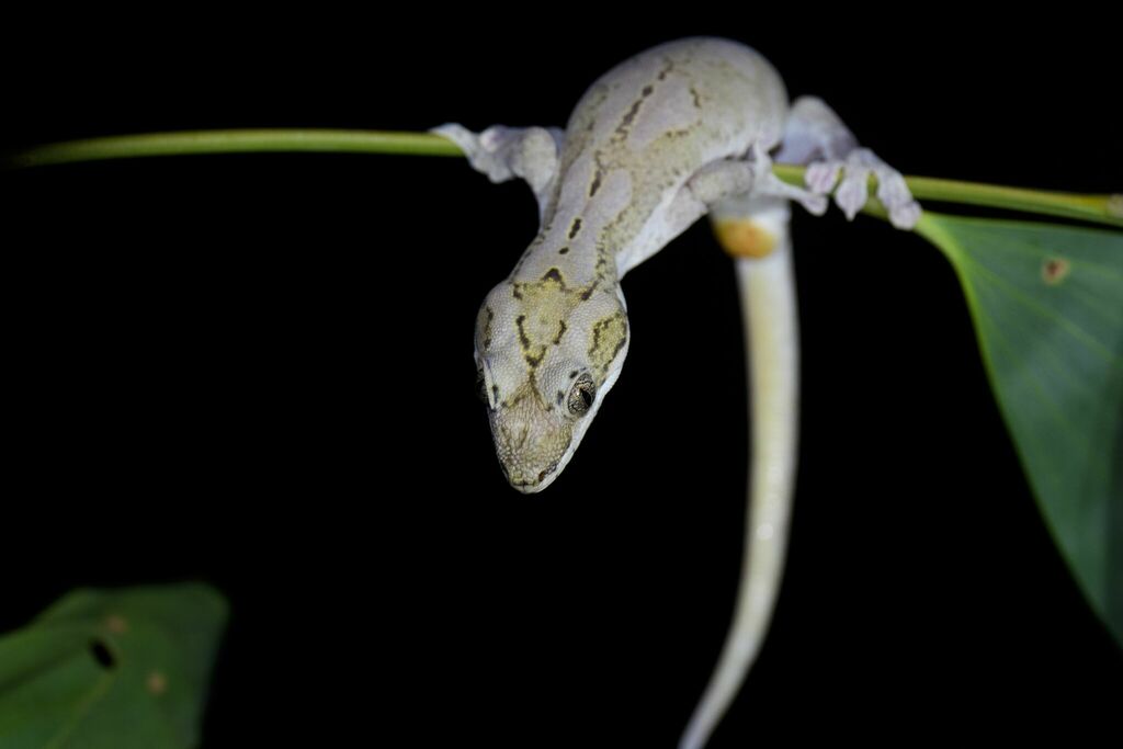 Cape York Pad-tail Gecko