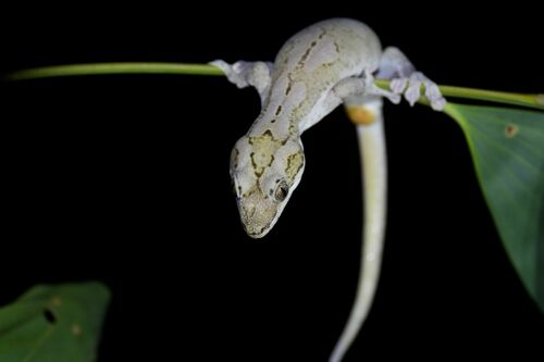 Cape York Pad-tail Gecko