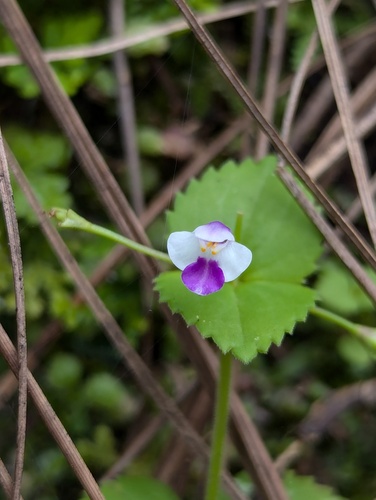 Craterostigma nummulariifolium, photograph 4