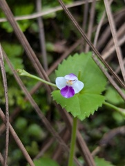Craterostigma nummulariifolium, photograph (c) Sagnik Dutta Roy, some rights reserved (CC BY)