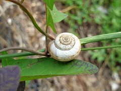 Gastropoda