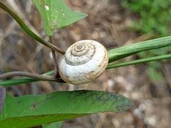 Gastropoda