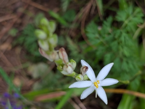 Chlorophytum nepalense (Chlorophytum nepalense)