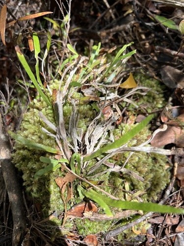Image of Notogrammitis rawlingsii by (c) Hannah Rogers, some rights reserved (CC BY)