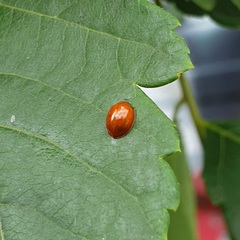 Exochomus quadripustulatus