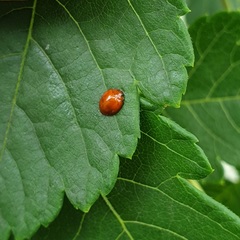 Exochomus quadripustulatus