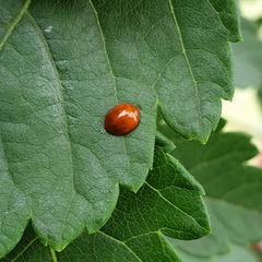 Exochomus quadripustulatus