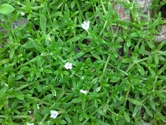 Dentella repens