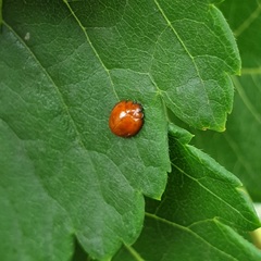 Exochomus quadripustulatus
