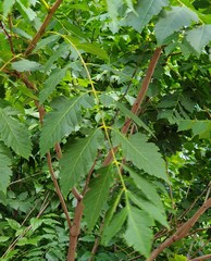 Koelreuteria