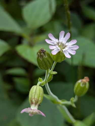 Indian campion (Silene indica)