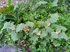 Solanum lasiocarpum
