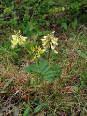 Astragalus frigidus