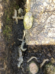 Siphonaria pectinata