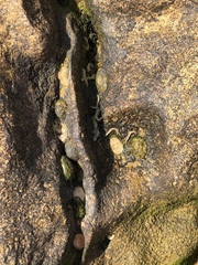 Siphonaria pectinata