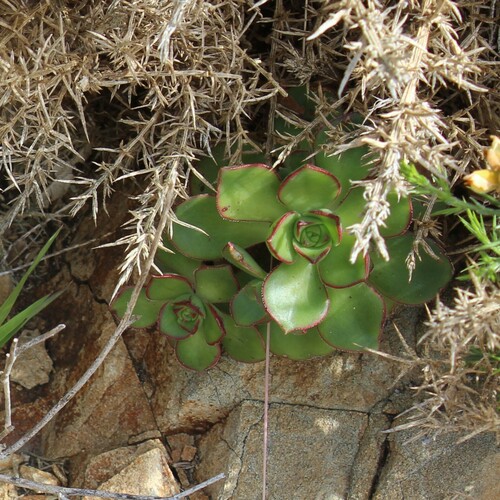 Image of Aeonium haworthii by (c) wild_wind, some rights reserved (CC BY)