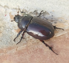 Oryctes nasicornis ameliae