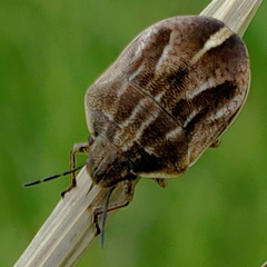 Homaemus bijugis