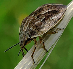 Homaemus bijugis