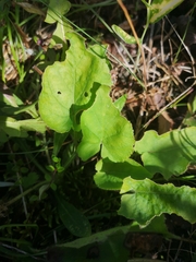 Viola collina