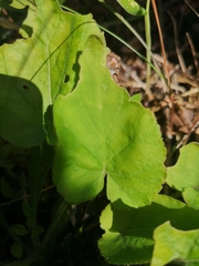 Viola collina