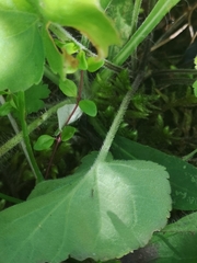 Viola collina